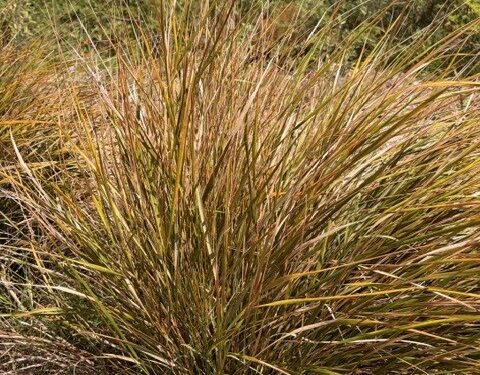 Anemanthele lessoniana