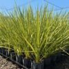 Cordyline australis Cordyline australis