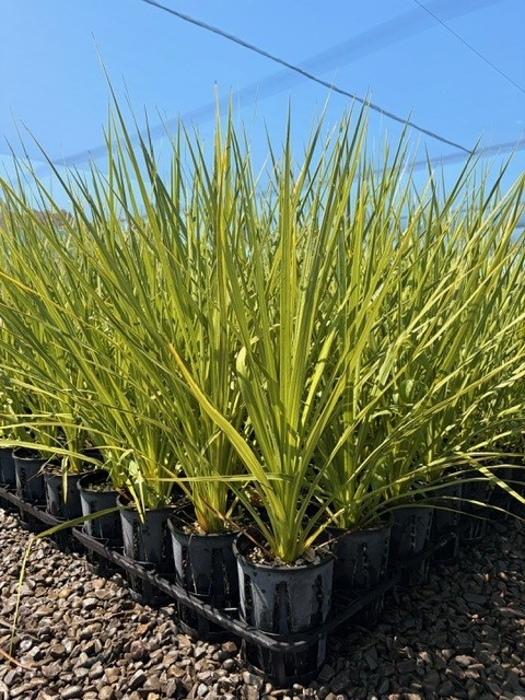 Cordyline australis Cordyline australis