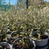 Corokia Frosted Chocolate Corokia Frosted Chocolate