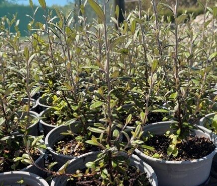 Corokia Frosted Chocolate Corokia Frosted Chocolate