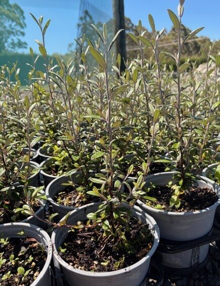 Corokia Frosted Chocolate Corokia Frosted Chocolate