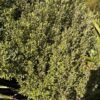 Corokia Geentys Green