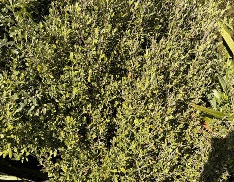 Corokia Geentys Green