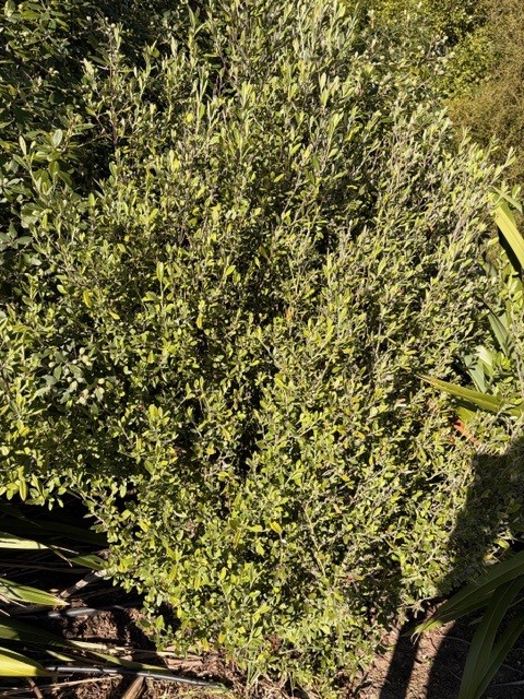 Corokia Geentys Green