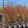 Dacrycarpus dacrydioides Dacrycarpus dacrydioides