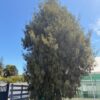 Dacrycarpus dacrydioides in Nursery Dacrycarpus dacrydioides in Nursery