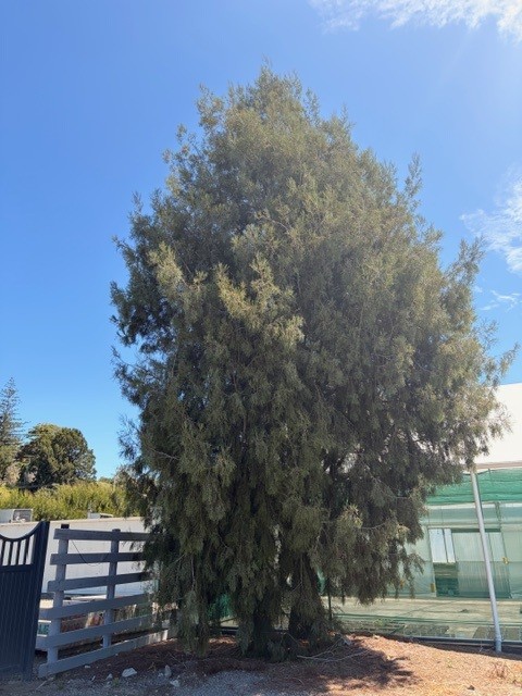 Dacrycarpus dacrydioides in Nursery Dacrycarpus dacrydioides in Nursery