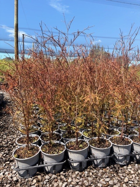 Dacrycarpus dacrydioides Dacrycarpus dacrydioides