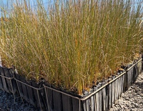 Juncus kraussii