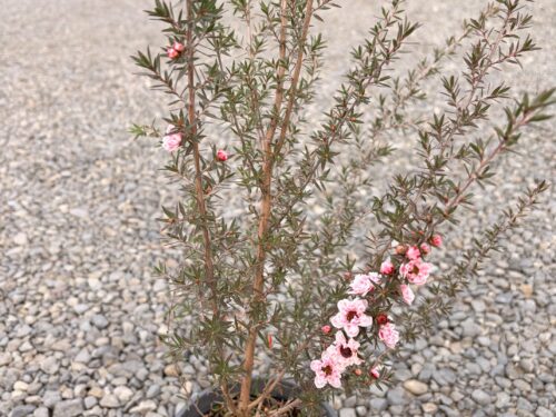 Lept. Blossom Lept. Blossom