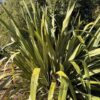 Phormium cookianum Phormium cookianum