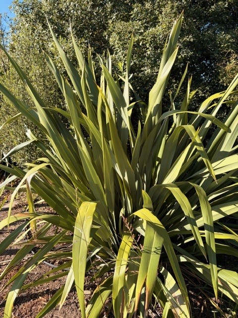 Phormium cookianum Phormium cookianum