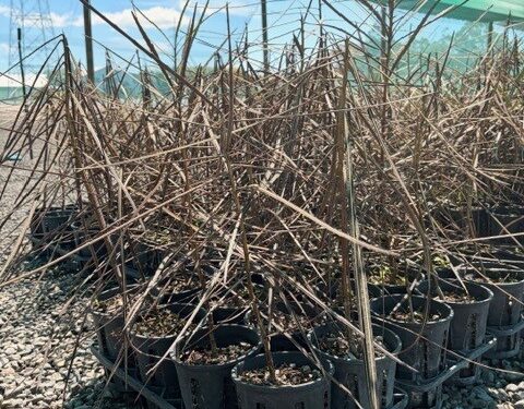 Pseudopanax crassifolius