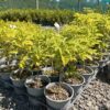Vitex lucens Vitex lucens