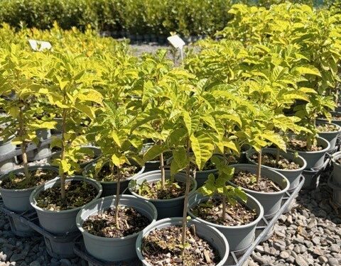 Vitex lucens Vitex lucens