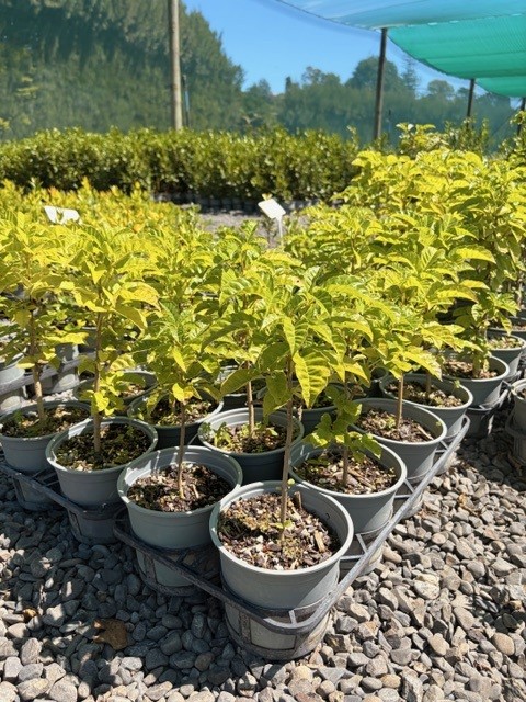 Vitex lucens Vitex lucens