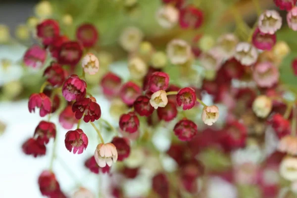 Aristotelia flowers