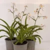 arthropodium-cirratum Arthropodium cirratum
