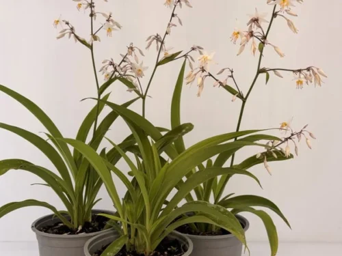 arthropodium-cirratum Arthropodium cirratum