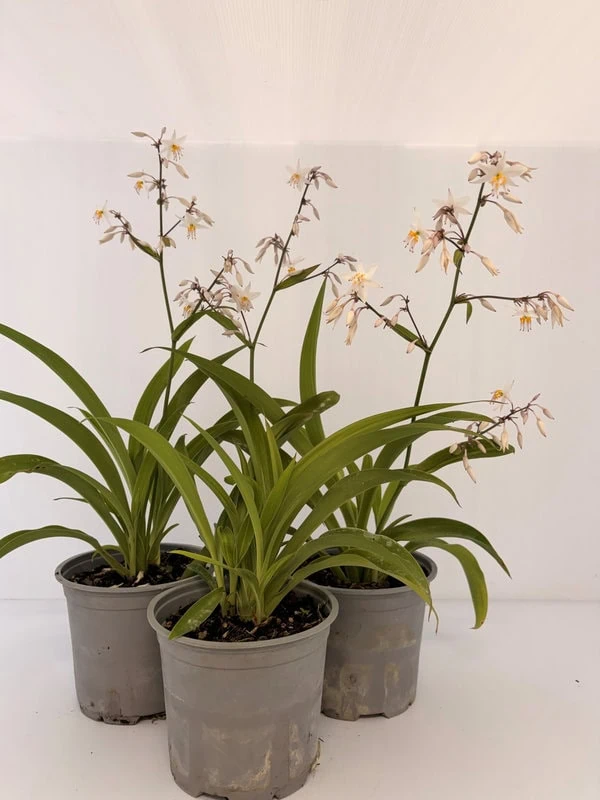 arthropodium-cirratum Arthropodium cirratum