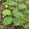 brachyglottis-repanda-rangiora Brachyglottis repanda rangiora