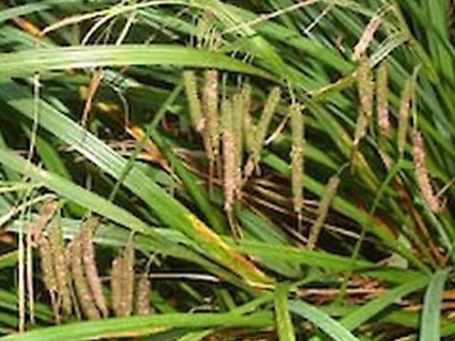 carex-geminata Carex geminata