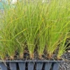 carex-secta-pūkio Carex secta pūkio