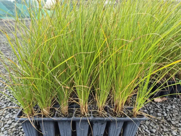 carex-secta-pūkio Carex secta pūkio