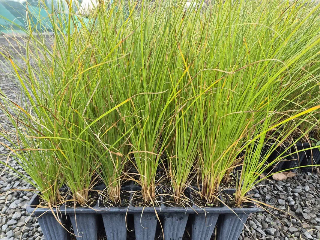 Secta Plant Carex secta (Pūkio / Pūrei) – Plant Hawke's Bay