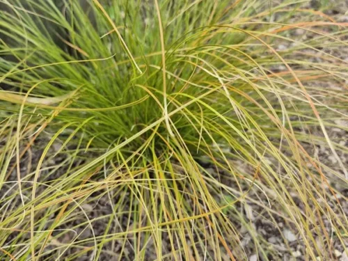 carex-testacea Carex testacea