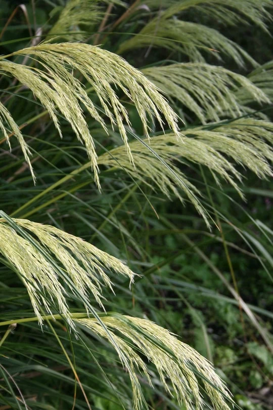 chionochloa-flavicans-te-mata Chionochloa flavicans te mata