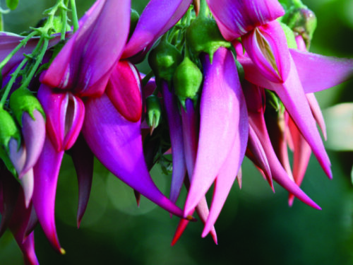 clianthus-maximus Clianthus maximus