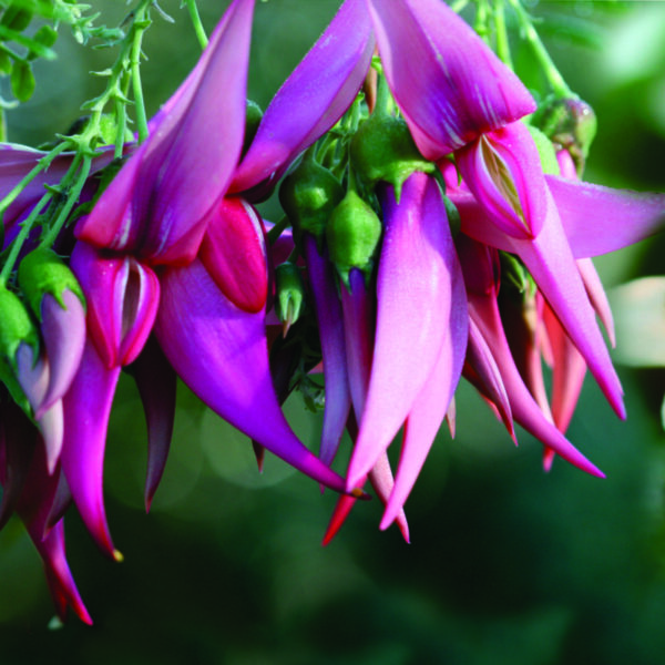 clianthus-maximus Clianthus maximus