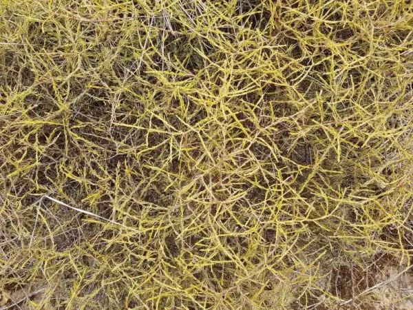 coprosma-acerosa-1 Coprosma acerosa
