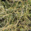 coprosma-acerosa Coprosma acerosa