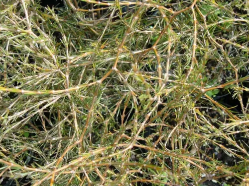 coprosma-acerosa Coprosma acerosa