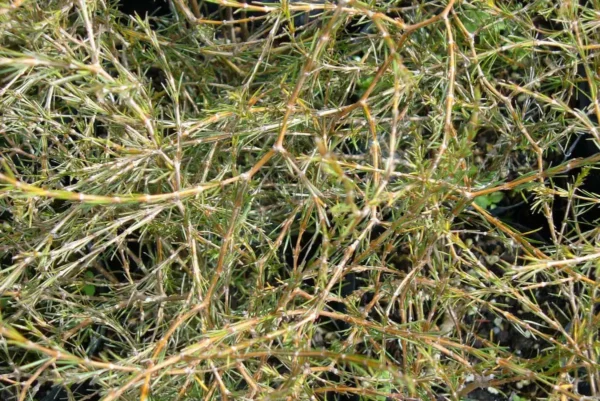 coprosma-acerosa Coprosma acerosa