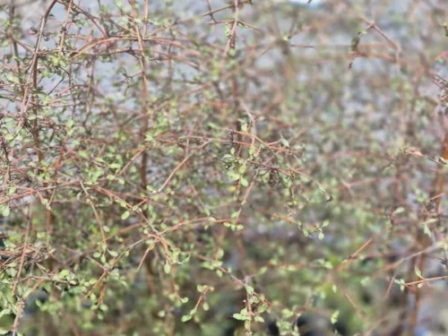 coprosma-crassifolia Coprosma crassifolia