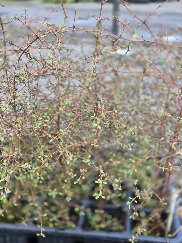 coprosma-crassifolia Coprosma crassifolia
