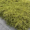 coprosma-hawera Coprosma hawera