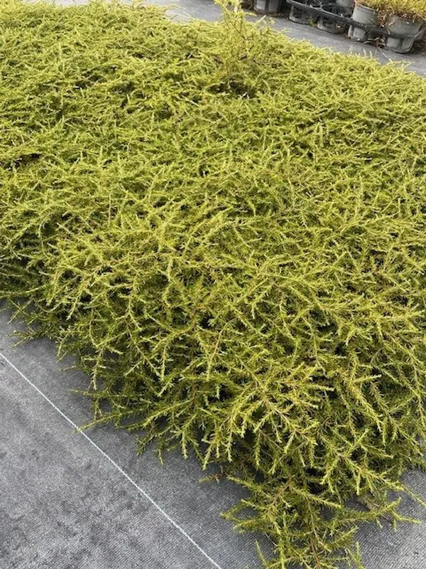 coprosma-hawera Coprosma hawera