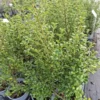 coprosma-middlemore Coprosma middlemore