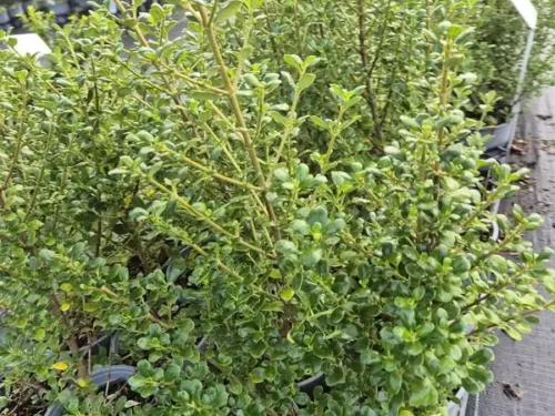 coprosma-middlemore Coprosma middlemore