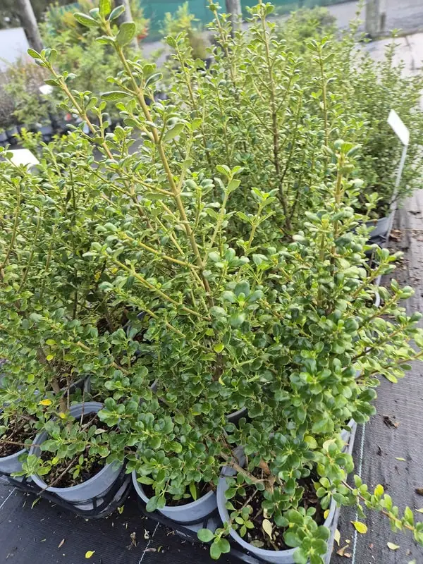 coprosma-middlemore Coprosma middlemore