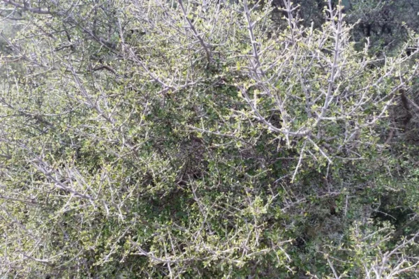 coprosma-propinqua Coprosma propinqua