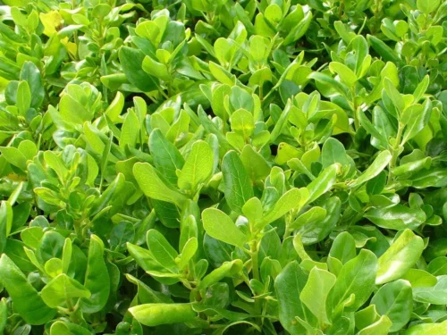 coprosma-repens Coprosma repens