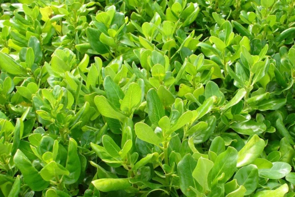 coprosma-repens Coprosma repens