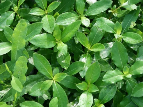 coprosma-robusta-2 Coprosma robusta