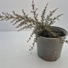 coprosma-taiko Coprosma taiko